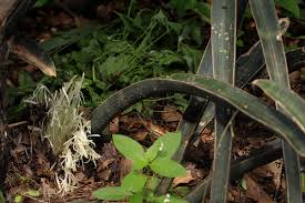 Image result for Sansevieria hallii