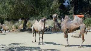 Getting geico insurance is simpler than. Geico Tv Commercial Camels It S What You Do Ispot Tv