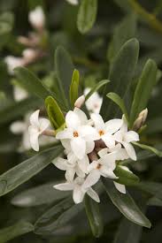 Image result for Synandrodaphne