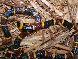 Definition from wiktionary, the free dictionary. Harlekin Korallenotter Micrurus Fulvius Naturfakten