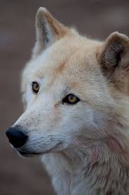 Northern Rocky Mountain Wolf Canis Lupus Irremotus At The California Wolf Center By Ritu Vincent Grey Wolf Photography Wolf Face Wolf With Blue Eyes