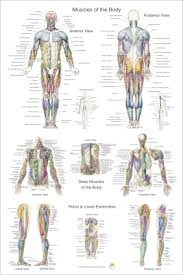 Muscles dark torso head 1 muscles dark torso ant. Anatomical Charts And Posters 24 X 36