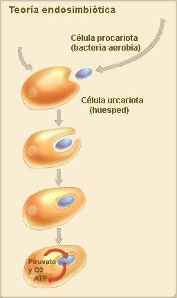 Origen de las mitocondrias según la teoría endosimbiótica