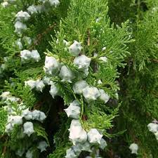 Image result for Calvoa orientalis