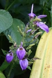 Image result for Brillantaisia cicatricosa