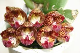 Pin On Orchids