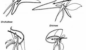 Image result for Brachycorythis friesii