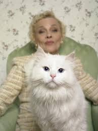 Are Blue Eyed White Cats Really Deaf White Cats Cats Cat With Blue Eyes