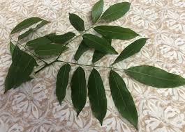 Image result for Craibia grandiflora