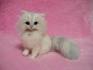Mini Purrs, Teacup and Micro Persians- Main Page