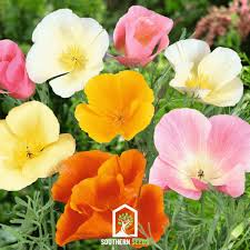 Image result for Eschscholzia