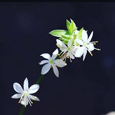 Image result for Chlorophytum galpinii