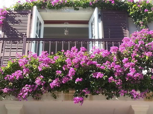 Bougainvillea plant with pink flowers