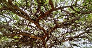 Image result for Acacia davyi