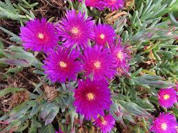 Image result for Lampranthus spp.