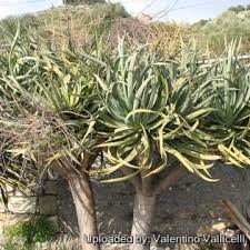 Image result for Dracaenaceae