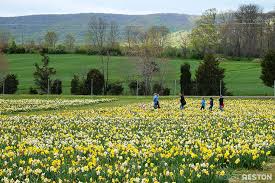Welcome to meadows farms nurseries in winchester! Fields Of Flowers You Can Pick At Burnside Farms In Haymarket