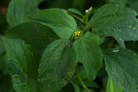 Image result for Sclerocarpus africanus