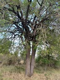 Image result for Hippocratea buchananii