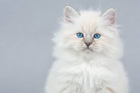 What a joy it is! All About The Siberian Cat Breed Catster
