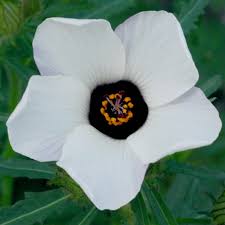 Image result for Hibiscus nigricaulis