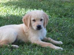We do not have a history of genetic issues with our. Reduced Price Akc Golden Retriever Puppies For Sale In Rolla Missouri Classified Americanlisted Com