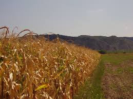 NGOs challenge Spanish government secrecy on location of GMO crops as a  violation of European Union law – Access Info Europe