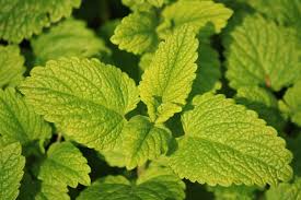 Popular cat repellent scram with a proprietary formulation of organic and natural ingredients. Cat Deterrent Plants Primrose Blog
