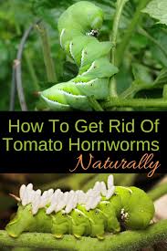 Although they are green, tomato hornworms can grow up to five inches long which is quite large! How To Get Rid Of Tomato Hornworms Naturally