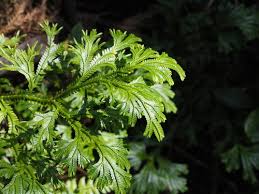 Image result for Selaginella shabaensis