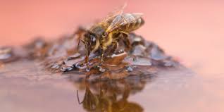 Image result for Behniaceae