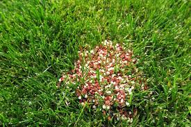 Here at lawn & pest control supply you will find the best lawn care products to meet your pesticide needs. The Best Organic Lawn Fertilizers Buyer S Guide Reviews Trees Com