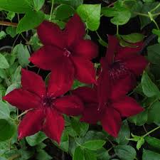 Genus name comes from the greek word klematis which is an old name applied to climbing plants. Clematis Nubia Evipo079 Friedrich M Westphal Clematiskulturen