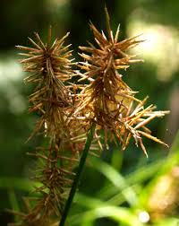 Image result for Cyperus luteus