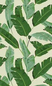 Check spelling or type a new query. Banana Leaf Wallpapers Top Free Banana Leaf Backgrounds Wallpaperaccess