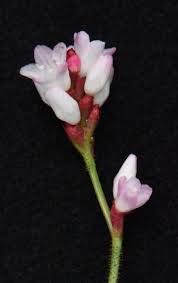 Image result for Persicaria hystricula
