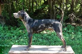 american leopard hound dog breed information american