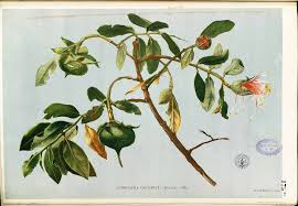 Image result for Sonneratia alba