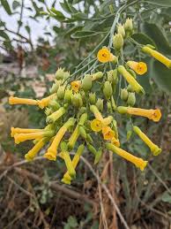 Image result for Nicotiana glauca
