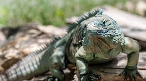 Iguana San Diego Zoo Animals Plants