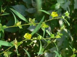 Image result for Crotalaria sphaerocarpa