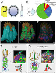 Animal cell structure label figure 4.2. The Architecture Of Cell Differentiation In Choanoflagellates And Sponge Choanocytes Biorxiv