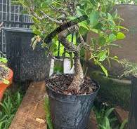 Ficus microcarpa tree shaping for flow