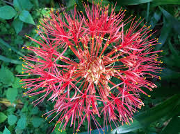 Image result for Scadoxus multiflorus