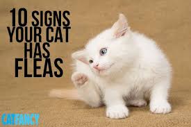 10 Telltale Signs Your Cat Has Fleas Cat Has Fleas Fleas Cats