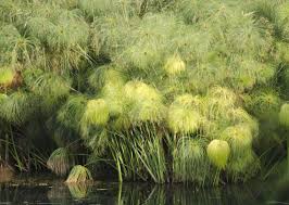 Image result for Cyperus derreilema