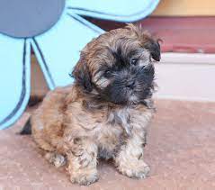 Pin On Shichon Puppies