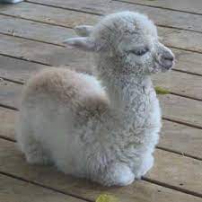 baby alpaca lacey cute baby animals baby animals animals