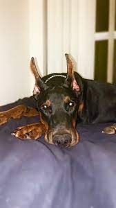 Certified cardio clear certified vwd dna clear!!certified dm (wobblers) no vicious z factored whites!!!akc european world class champion lined doberman puppies for sale. Dobermann Ultimatus We Breed Excellence