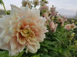 We offer unique bouquets designed by experienced florists, who will leave everyone delighted. Pin On Dahlias